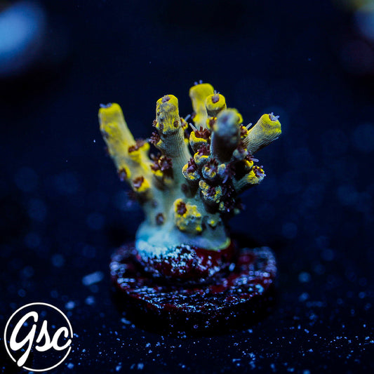 UC Pikachu Acro #1