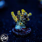 UC Pikachu Acro #1
