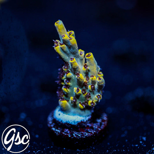 UC Pikachu Acro #2