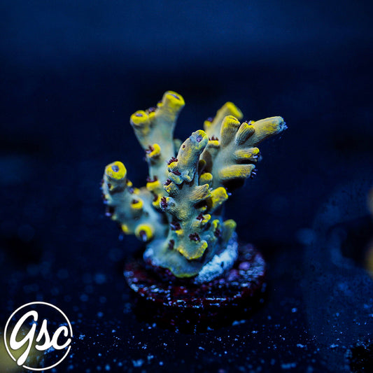 UC Pikachu Acro #3