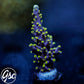 RMF Last Dragon Acro #1