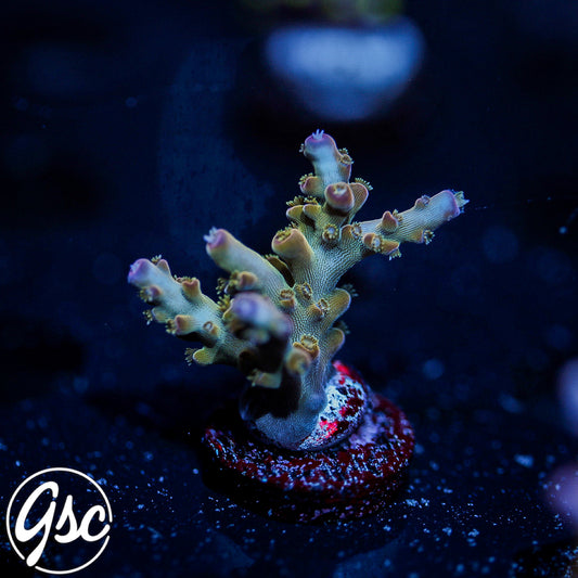 RR Olympus Acro #1