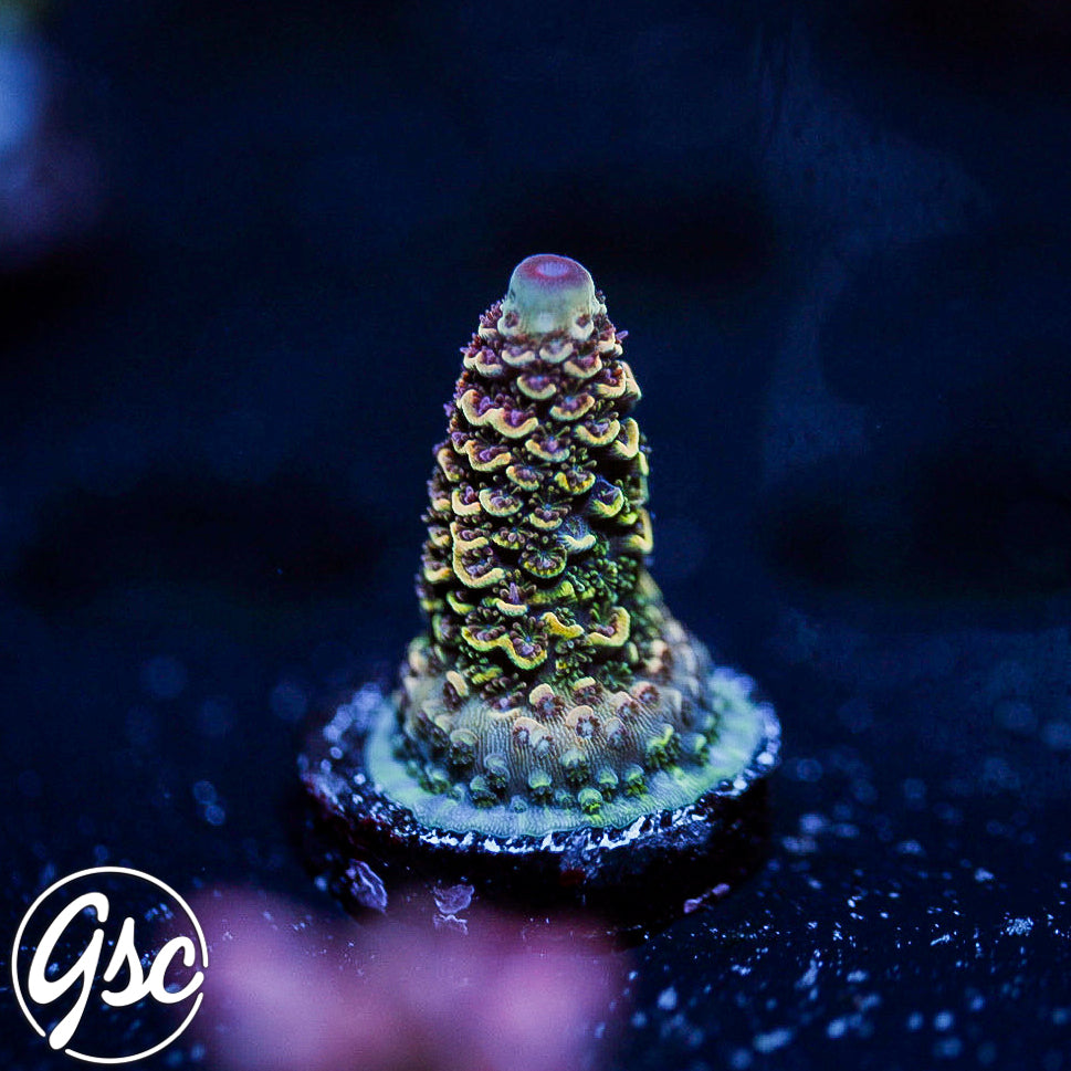 SBB Heisenberg Acro #5 (Spath)