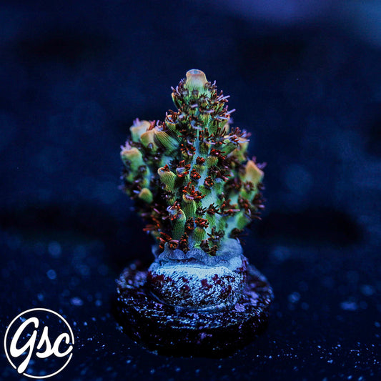 GSC Cell Max Acro #2