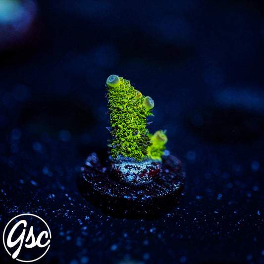 ReefWorks College Fund Acro #1