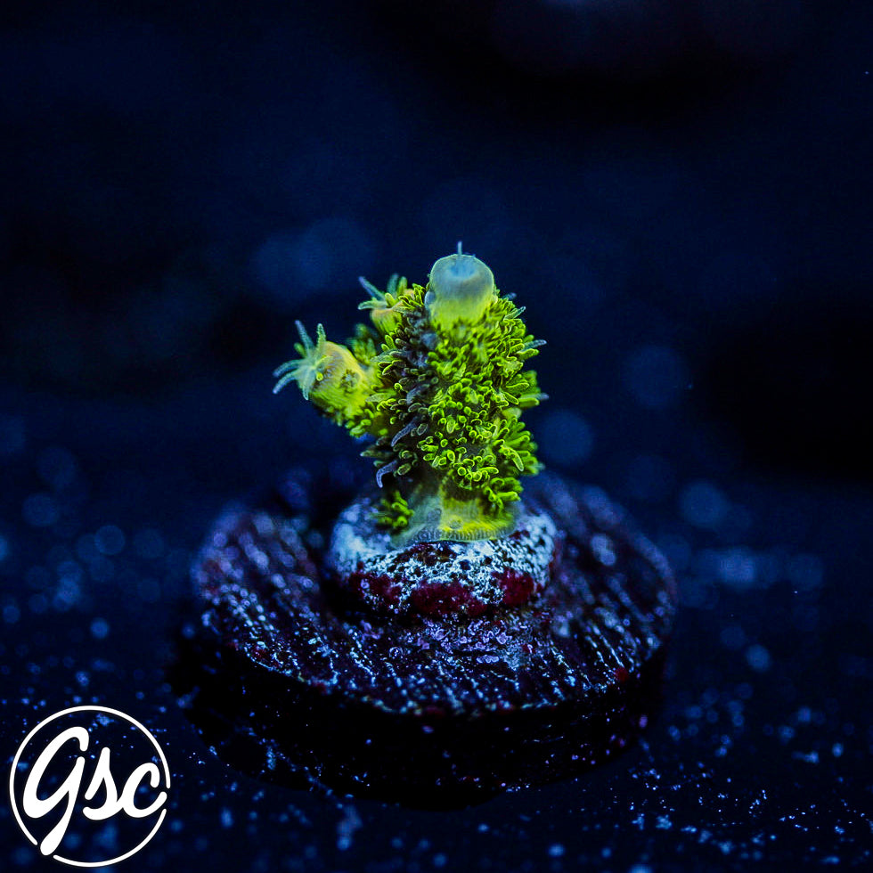 ReefWorks College Fund Acro #2
