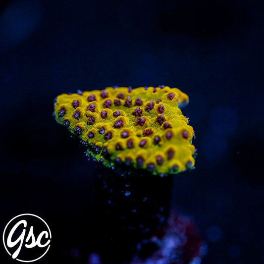 Tyree Pink Lemonade Acro #3 (Pancake)