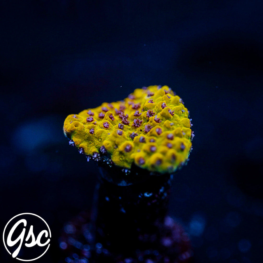 Tyree Pink Lemonade Acro #4 (Pancake)