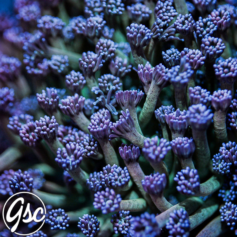 GSC Cosmic Voodoo Goniopora #1