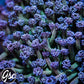 GSC Cosmic Voodoo Goniopora #1 (New Release)