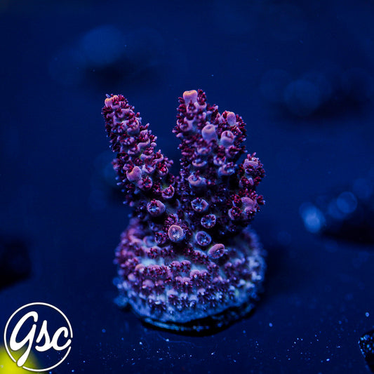 GSC Hairy Hibiscus Acro #1
