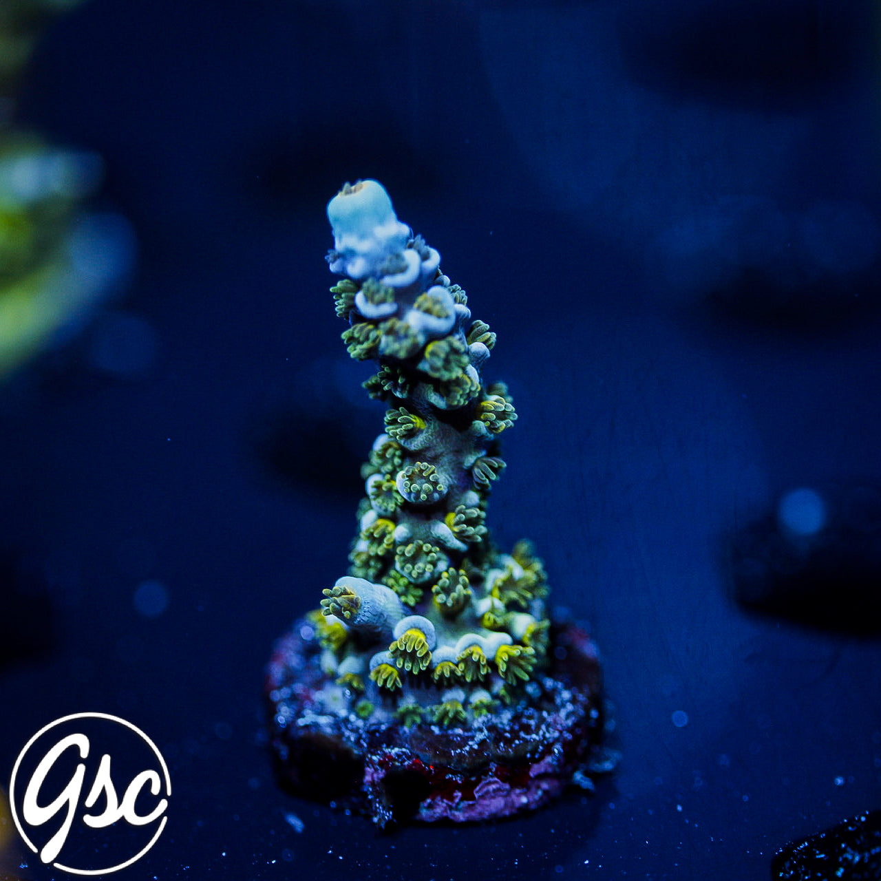 GSC Blues Clues Tenuis Acro #1