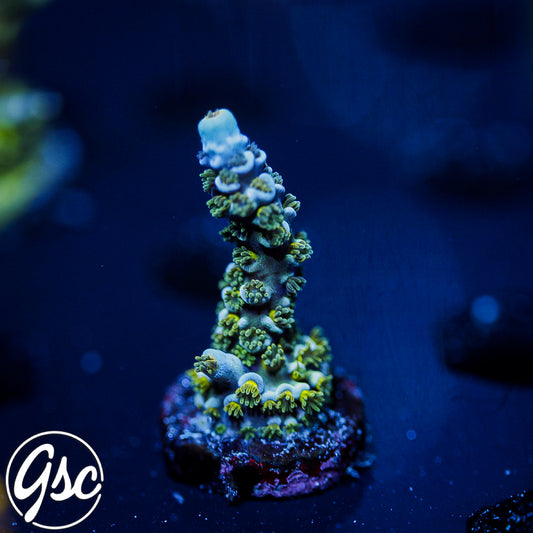 GSC Blues Clues Tenuis Acro #1