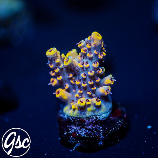 Z's Blue Floyd Acro #2