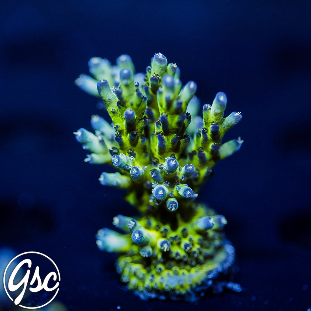 GSC Leonardos Katana Acro #2