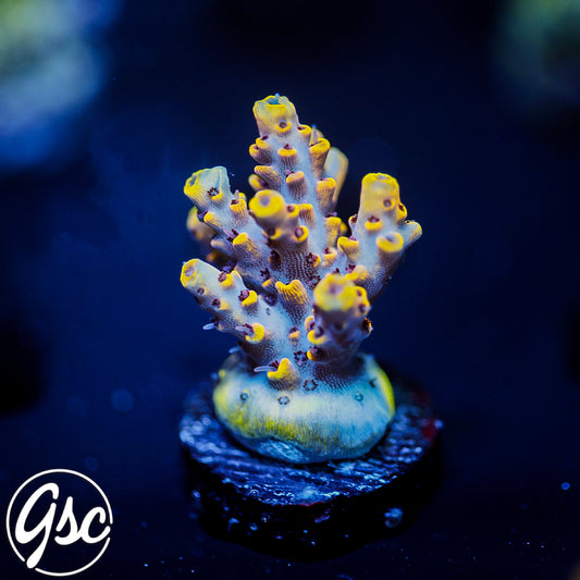 Z's Blue Floyd Acro #3