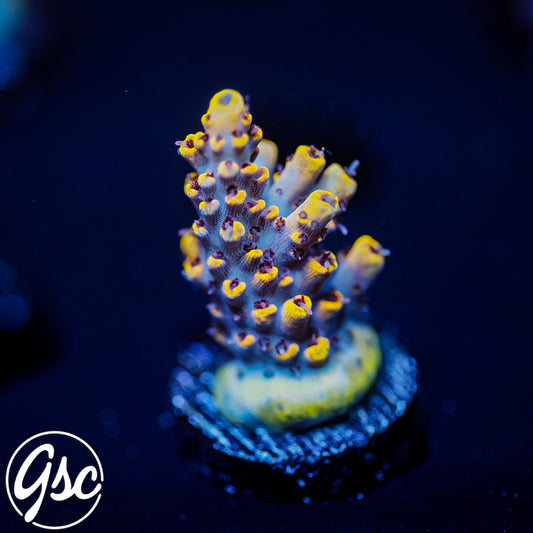 Z's Blue Floyd Acro #1