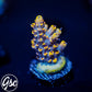 Z's Blue Floyd Acro #1