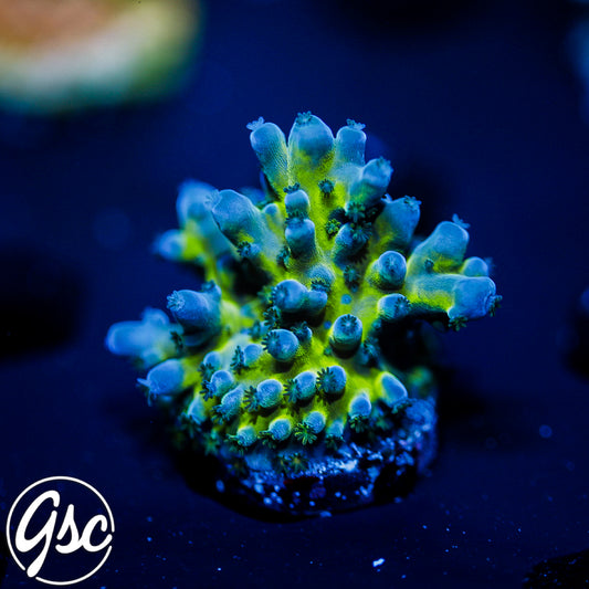 GSC Miyagi Tort Acro #2