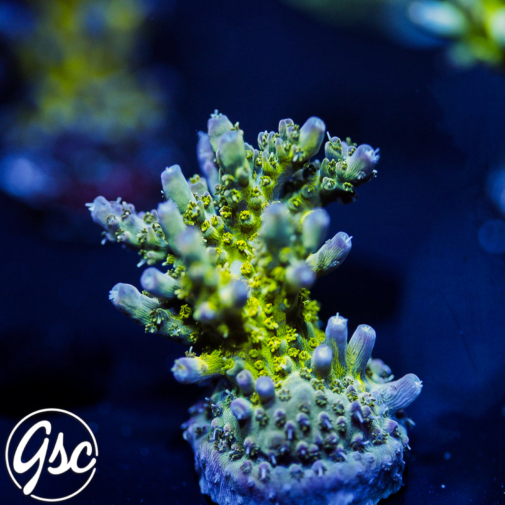 POTO Side Chick Acro (Chunky) #1