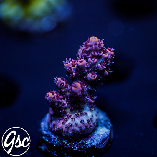 GSC Hairy Hibiscus Acro #3