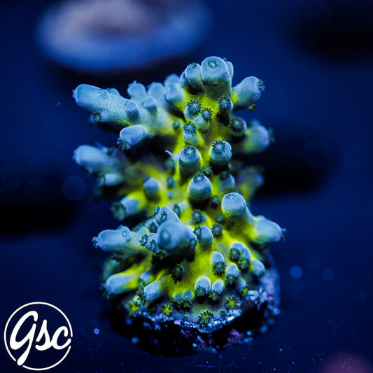 GSC Miyagi Tort Acro #1