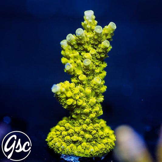 Jake Adams Toxic Green Acro #2