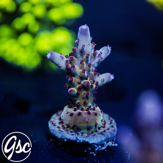 RR Robinhood Acro #3 (Non-Grafted)
