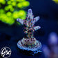 RR Robinhood Acro #3 (Non-Grafted)