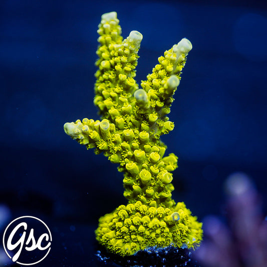 Jake Adams Toxic Green Acro #1