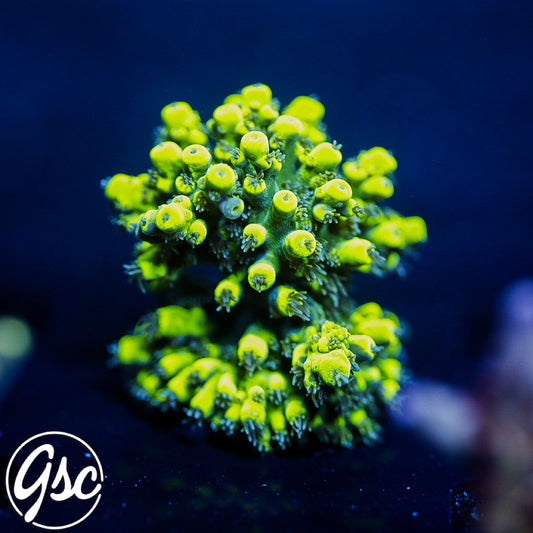 GSC Highlighter Acro #1