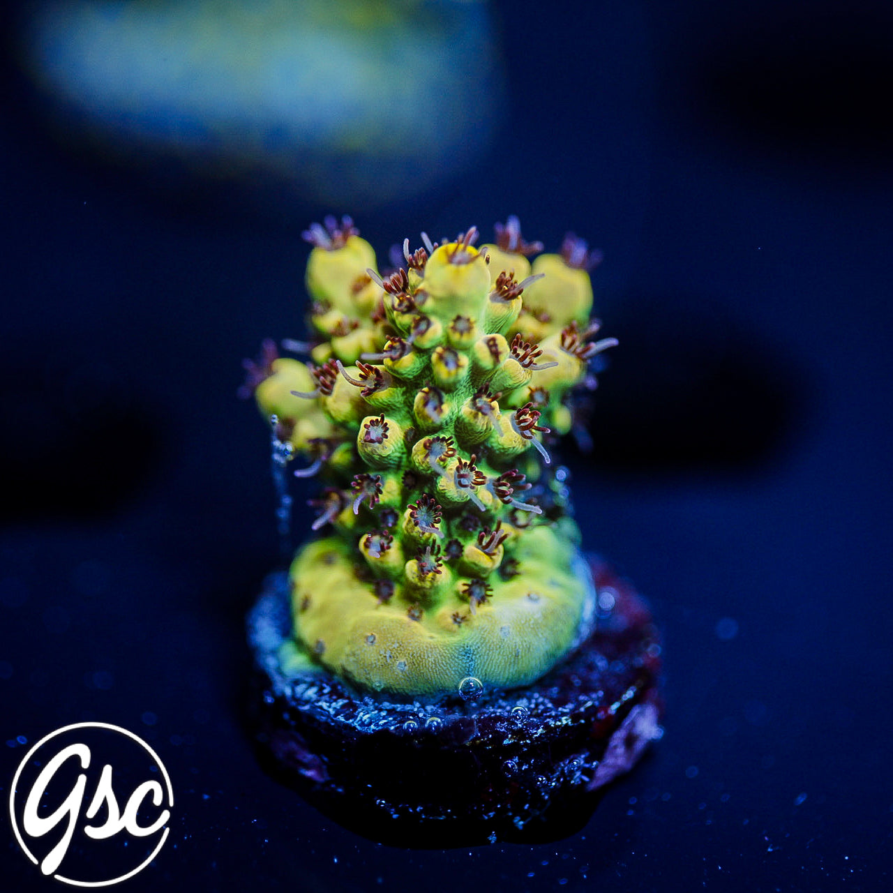 TSA Harvey Wallbanger #4