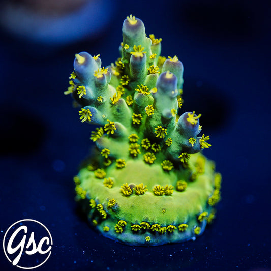 WWC Aurora Acro #3
