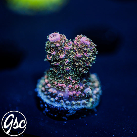 Hugos Rainbow Stag Acro #1
