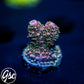 Hugos Rainbow Stag Acro #1