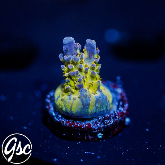 GSC Sonic Boom Acro #2 (Re-Release)
