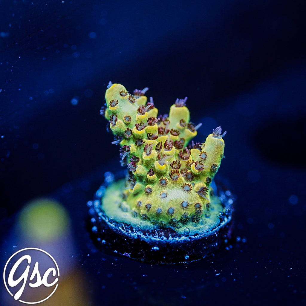 TSA Harvey Wallbanger #3