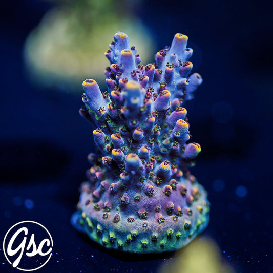 All Delights Red Clathrata Acro #2 (OG Rare)