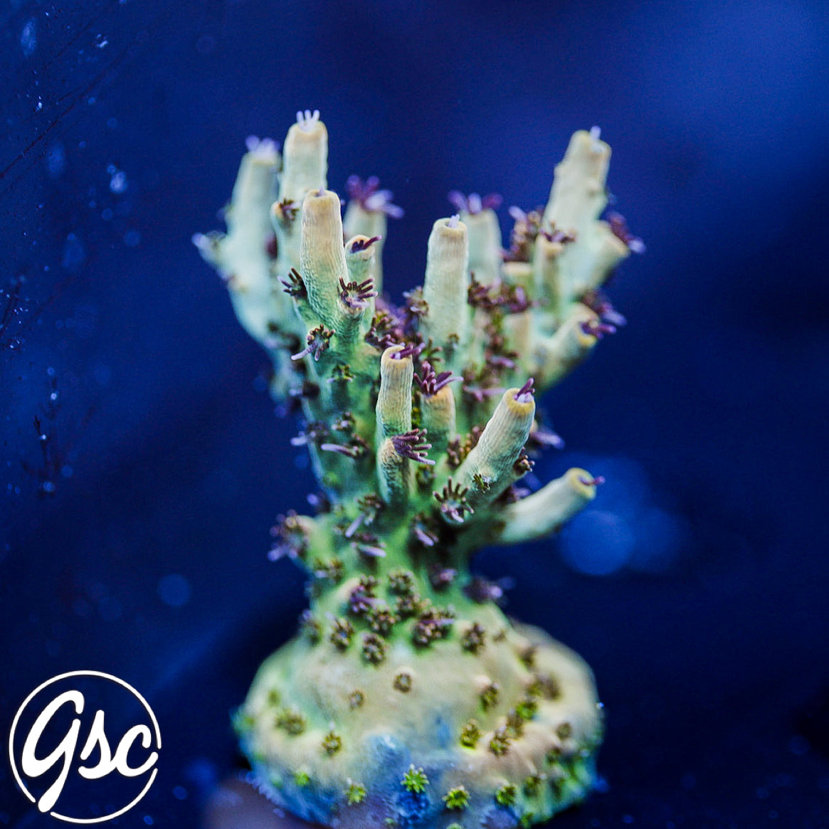 Gregs Unicorn Acro #1 Chunky