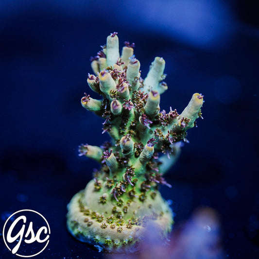 Gregs Unicorn Acro #2
