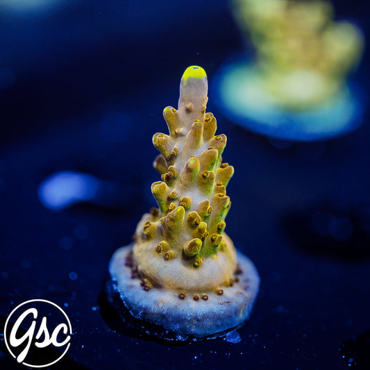CB Golden Jawdropper Acro #2