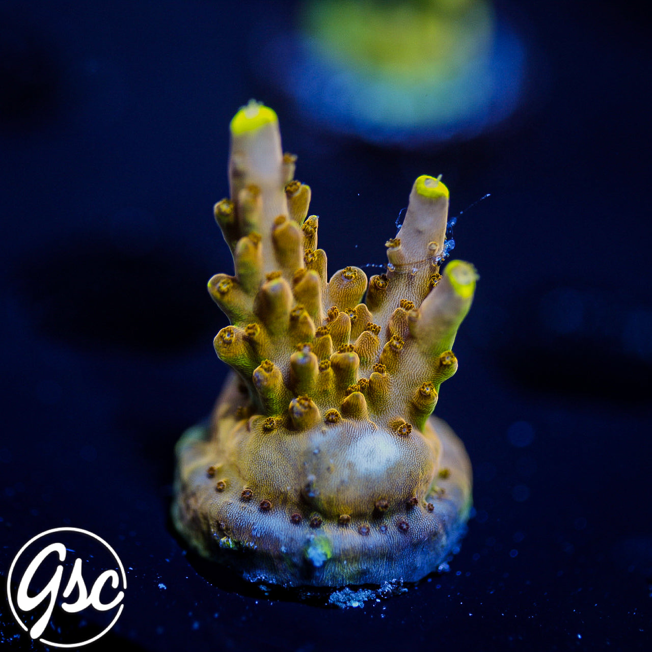 CB Golden Jawdropper Acro #2