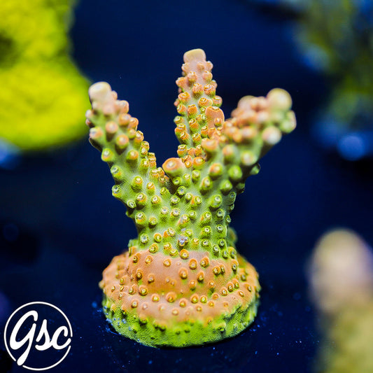 TGC Orange Creamsicle Acro #2