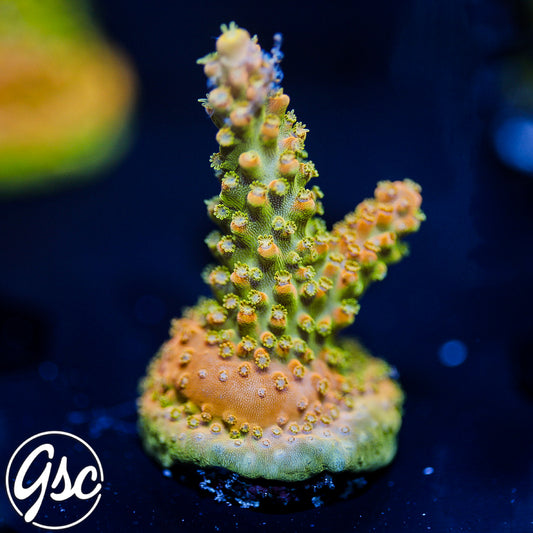 TGC Orange Creamsicle Acro #1
