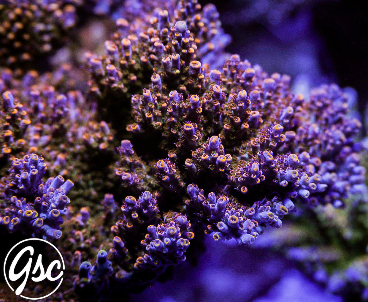 All Delights Ultra Clathrata Acro #4