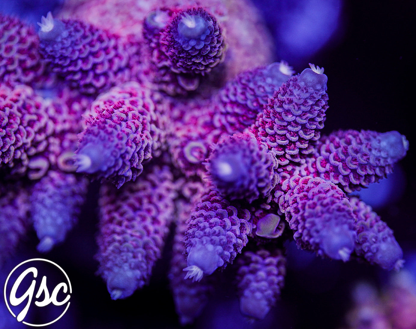 DCA Eisenberg Acro #1