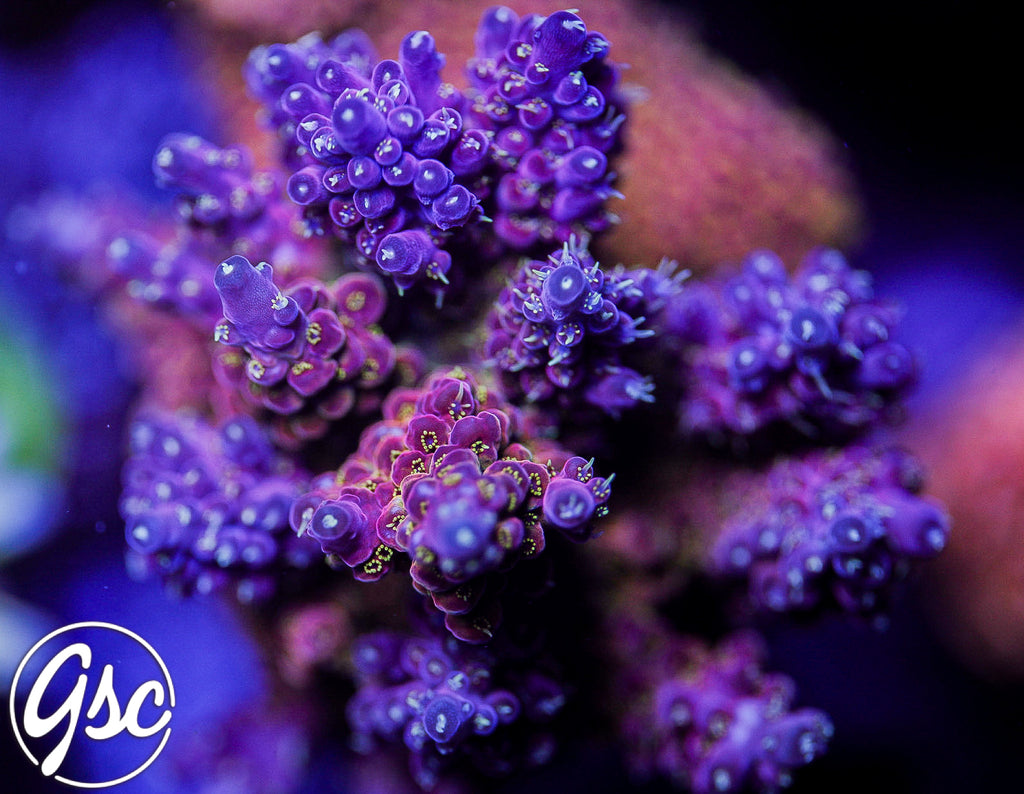 POTO Flamethrower Acro #4