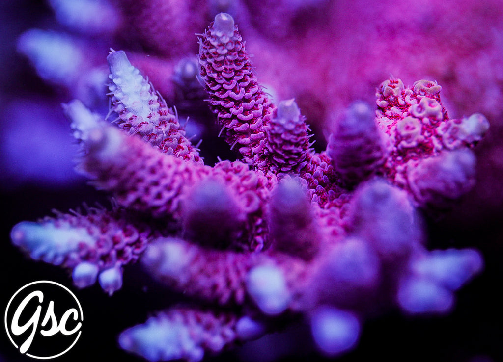 TGC Red Wing Acro #4 (Millie)