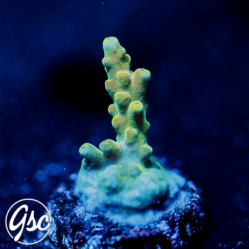 POTO Poison Ivy Acro #3 – Golden State Corals