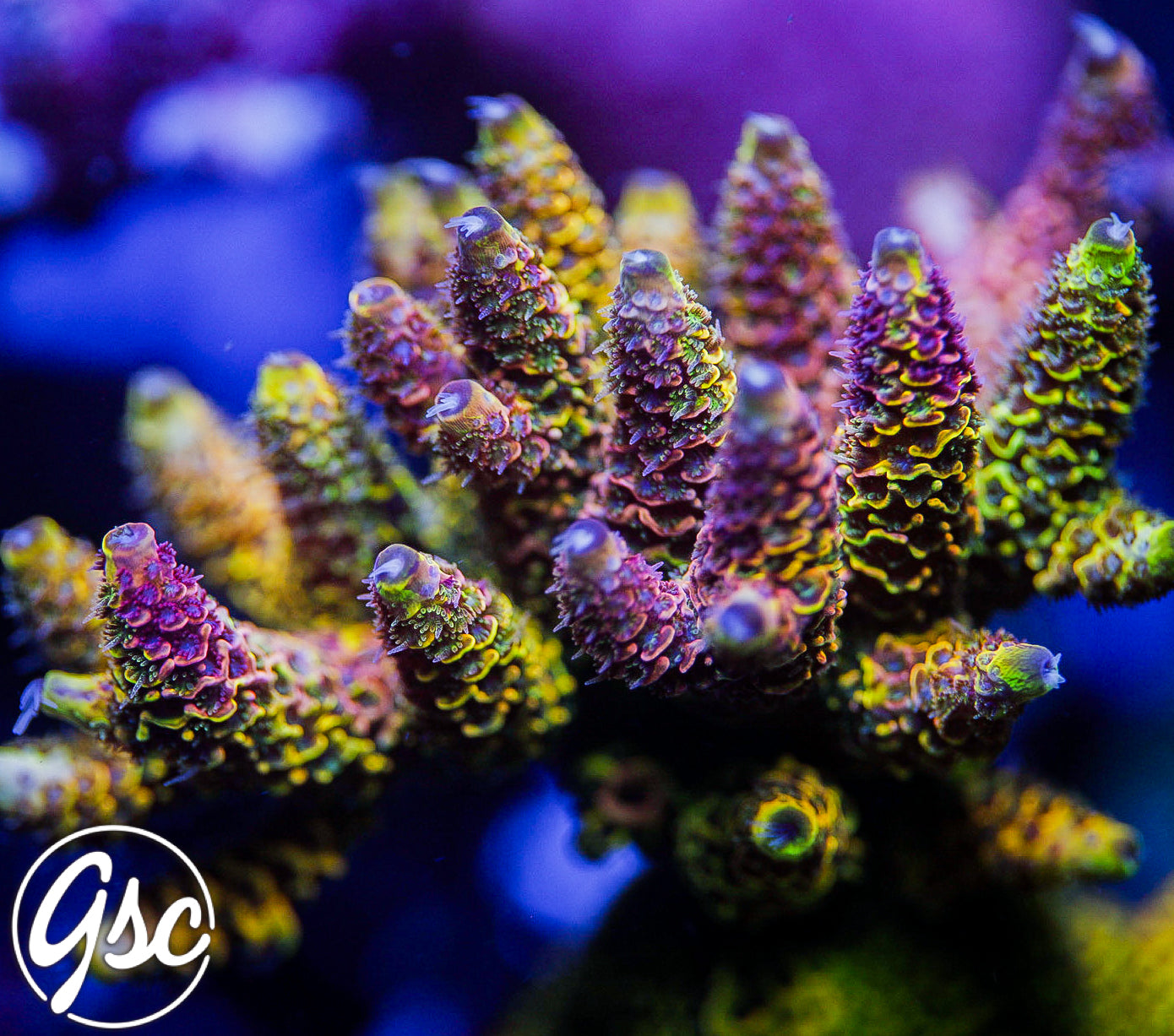 RRC Rainbow Splice Acro #1 (Millie)